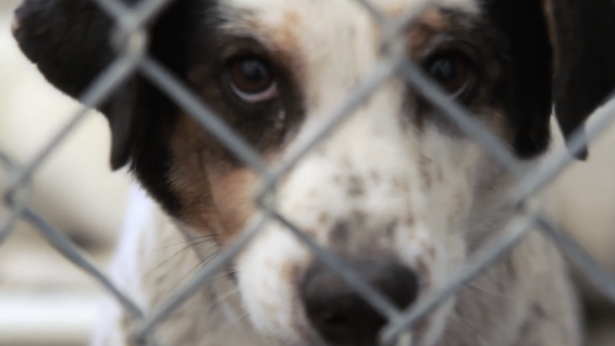SAVE THE MCKINLEY COUNTY HUMANE SOCIETY, GALLUP, NM